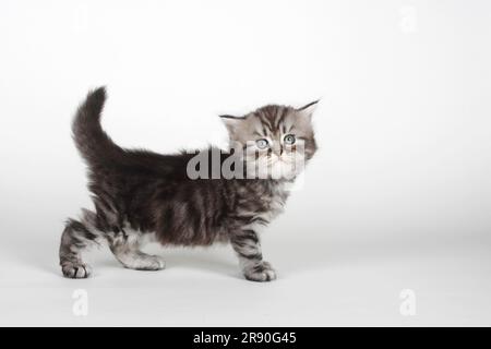 Chat à poil long britannique, chaton, 5 semaines, tabby noir-argent, Highlander, Lowlander, Britanica, BLH, latéral Banque D'Images