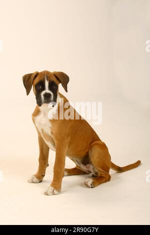 Boxer allemand, chiot, 3 mois Banque D'Images