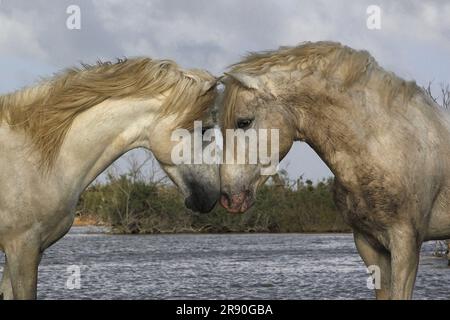 Camargue Horse, étalons combattant dans le marais, Saintes Marie de la Mer en Camargue, dans le sud de la France Banque D'Images