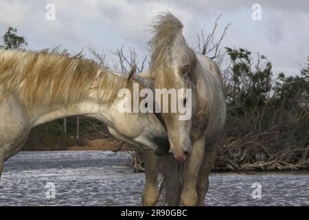 Camargue Horse, étalons combattant dans le marais, Saintes Marie de la Mer en Camargue, dans le sud de la France Banque D'Images