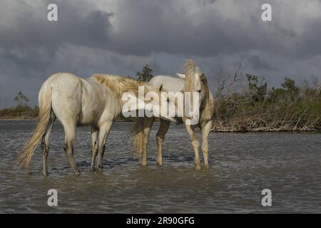 Camargue Horse, étalons combattant dans le marais, Saintes Marie de la Mer en Camargue, dans le sud de la France Banque D'Images