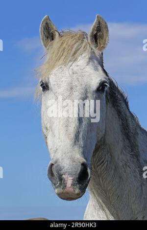 Camargue Horse, Portrait d'adulte, Saintes Marie de la Mer dans le Sud de la France Banque D'Images