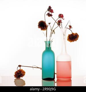 Zinnia fleurit dans une bouteille en verre sur fond blanc Banque D'Images