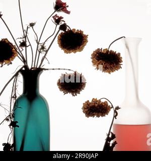 Zinnia fleurit dans une bouteille en verre sur fond blanc Banque D'Images