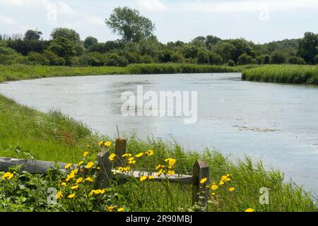 Rivière Arun près d'Arundel, West-Sussex, Angleterre, Royaume-Uni Banque D'Images