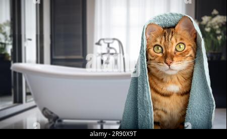 Chat Bengale enveloppé dans une serviette bleue sur le fond de la salle de bains. Copier l'espace. Banque D'Images