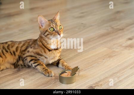 Alimentation de l'animal. Un chat bengale et un filet de thon dans une boîte. Banque D'Images