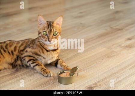 L'animal aimé est nourri de la meilleure nourriture pour chats. Nourriture pour chats et chats mouillés. Banque D'Images