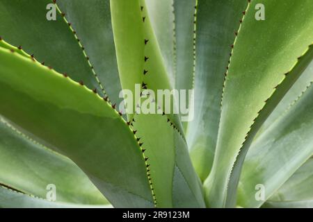 Image abstraite des feuilles de l'agave - faible profondeur de champ, macro abstraite Banque D'Images