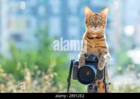 Le photographe Cat prend une photo sur un appareil photo avec un trépied à l'extérieur. Banque D'Images