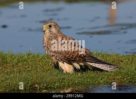 Kestrel commun (Falco tinnunculus) femelle au sol par étang, humide après baignade Eccles-on-Sea, Norfolk, Royaume-Uni. Octobre Banque D'Images