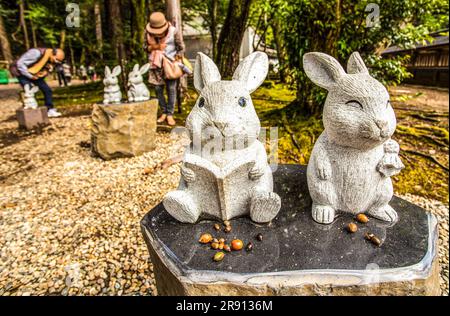 Quelque chose sur les lapins blancs Banque D'Images