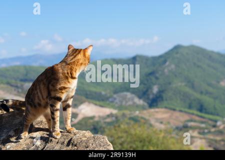 Un chat domestique, debout au sommet de la montagne, regarde en arrière le chemin parcouru. Banque D'Images