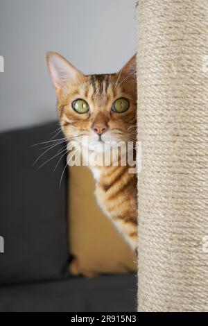 Le chat Bengale se déporte d'un poteau recouvert d'une corde de jute. Banque D'Images