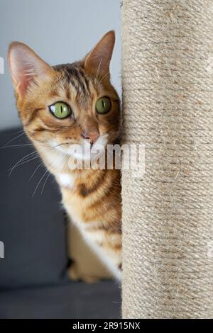 Le chat Bengale se déporte d'un poteau recouvert d'une corde de jute. Banque D'Images