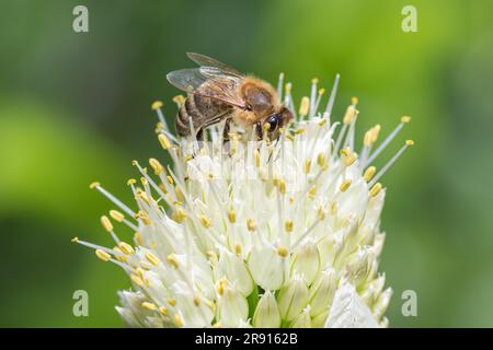 Bourdon de miel volant collecte de pollen d'abeille de fleur d'oignon. Abeille collectant le miel. Abeille Shaggy assise sur la macro de fleur blanche Banque D'Images