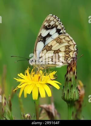 Un papillon blanc marbré (Melanargia galathea) sur une tête de Dandelion dans le Cotswold Hills Gloucestershire Royaume-Uni Banque D'Images