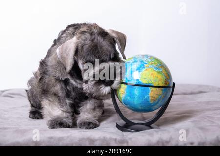 schnauzer miniature assis à côté du globe à la maison. Chien étudiant. Retour à l'école. Concept de voyage et d'éducation. Style de vie Banque D'Images