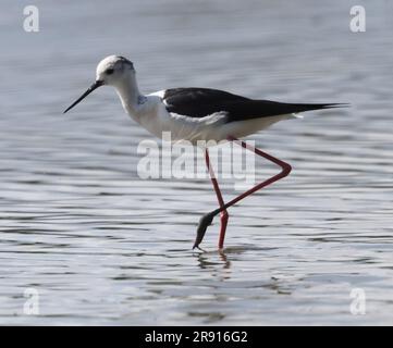A Black-winged stilt (Himantopus himantopu) un visiteur rare à Slimbridge dans Gloucestershire Royaume-Uni Banque D'Images