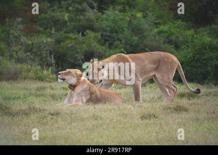 Gros plan grand format de deux lions femelles sauvages ensemble dans la nature sauvage sud-africaine. Notez que l'un d'entre eux est muni d'un collier suiveur. Banque D'Images