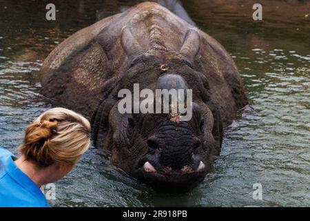 Berlin, Allemagne. 23rd juin 2023. Franziska Giffey (SPD), sénateur des Affaires économiques de Berlin, regarde un rhinocéros blindé (Rhinoceros unicornis) dans le bassin d'eau d'un paysage fluvial à l'intérieur du bâtiment lors de l'ouverture de la Pagode Rhino au zoo de Berlin. Credit: Carsten Koall/dpa/Alay Live News Banque D'Images