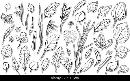 Ensemble d'autocollants feuilles d'automne. Contour des herbes texturées dessinées à la main sur fond blanc. Collection de plantes. Nature, jardinage, forêt, panneau d'automne. Diff Illustration de Vecteur