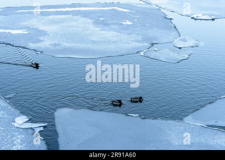 Une paire de canards nagent dans le lac Mjosa partiellement gelé en Norvège Banque D'Images