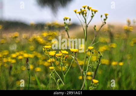 herbe à poux commune dans la prairie Banque D'Images