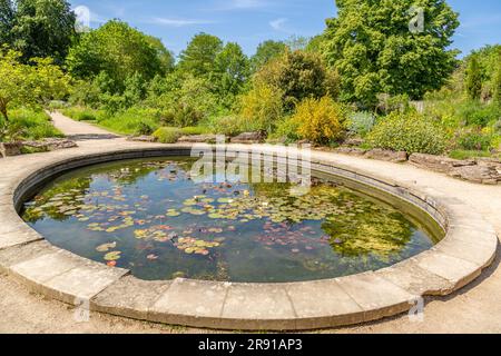 Étang à poissons dans le jardin botanique d'Oxford en été. Banque D'Images