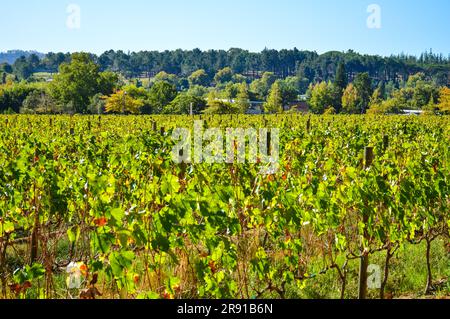 Vignoble de Pinotage et plantation de vins à Stellenbosch, Cap, afrique du Sud Banque D'Images