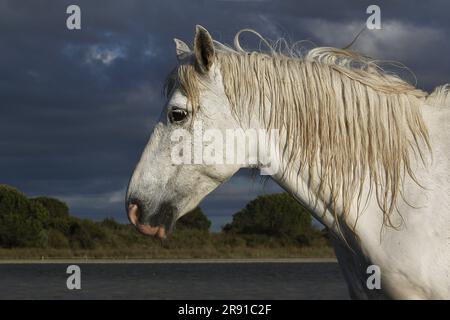 Camargue Horse, Portrait d'adulte, Saintes Marie de la Mer dans le Sud de la France Banque D'Images