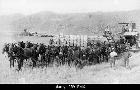 Tulare County, Californie : c. 1890 l'équipe de 22 moissonneuses-batteuses mules de Sam Reed travaillant dans les champs du comté de Tulare. Banque D'Images