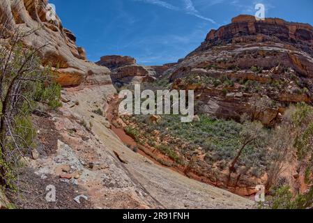 L'eau boueuse de Deer Canyon Creek dans Natural Bridges National Monument Utah. Cette vue est de la Horse Collar Ruins sur une falaise entre Sipapu BRI Banque D'Images