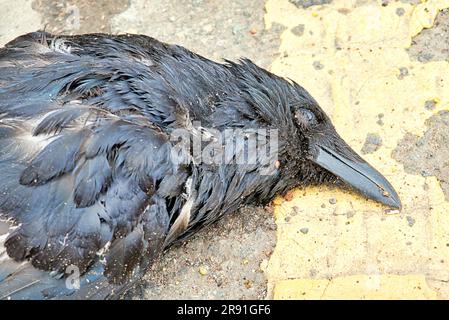 corbeau mort sur une ligne jaune dans la route roadkill Banque D'Images