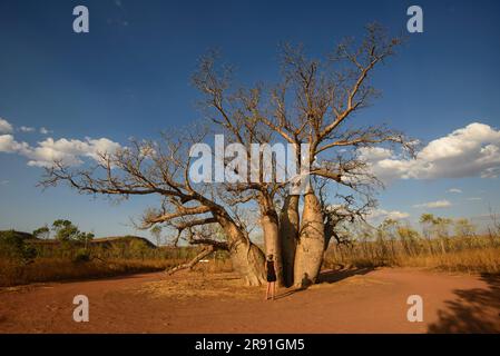 Un grand impressionnant arbre de Boab est fier du Bush australien près de Gibb River Road en Australie occidentale Banque D'Images