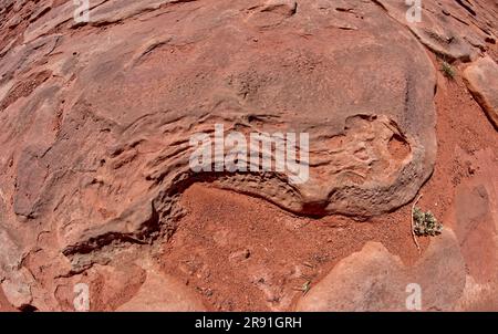 Un fossile de méduses parmi les traces de dinosaures dans une attraction touristique près de Tuba City Arizona sur la réserve indienne Navajo. Banque D'Images