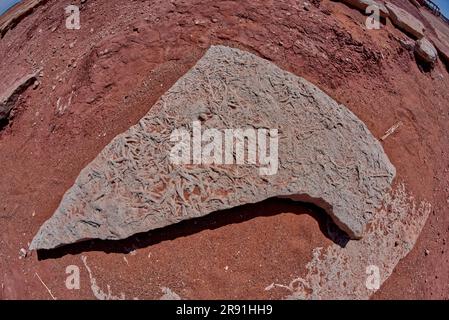 Ancienne plante fossile parmi les traces de dinosaures à une attraction touristique près de Tuba City Arizona sur la réserve indienne Navajo. Banque D'Images