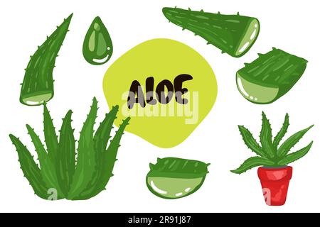 Aloe vera plantes médicinales boutures et jus gouttes éléments collection sur fond transparent illustration vectorielle réaliste Illustration de Vecteur