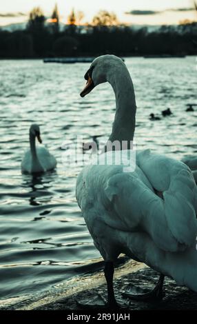 Une scène tranquille de deux cygnes nageant paisiblement sur la rive d'un lac dans un parc de la ville pendant le crépuscule tôt en soirée Banque D'Images