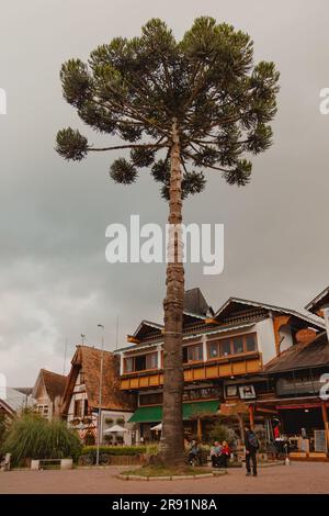 araucaria arbre dans la ville carrée Banque D'Images