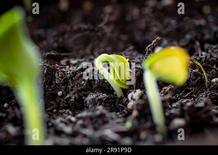 WA24326-00...WASHINGTON - Squash plante germe. Banque D'Images