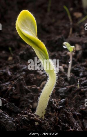 WA24327-00...WASHINGTON - Squash plante germe. Banque D'Images