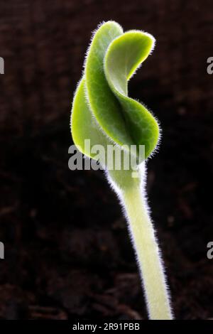 WA24329-00...WASHINGTON - Squash plante germe. Banque D'Images