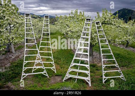 WA24453-00..... WASHINGTON - échelles dans un verger de pommes près de Leavenworth. Banque D'Images