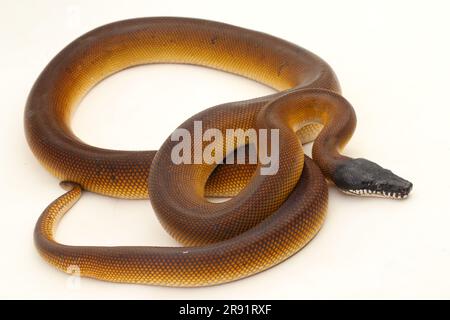 Albertisi doré, serpent python blanc à lèvres (Leiopython albertisi) isolé sur fond blanc Banque D'Images