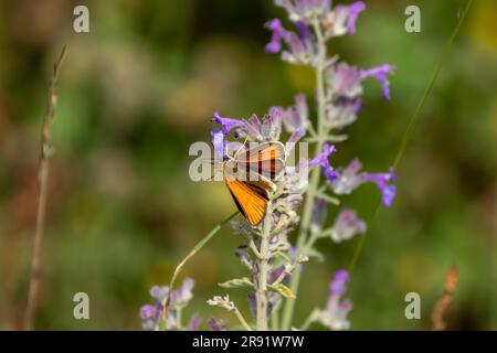 Un petit papillon de l'Hespérie (Thymelicus sylvestris) perché sur des fleurs pourpres de menthe avec un arrière-plan abstrait et flou. Banque D'Images