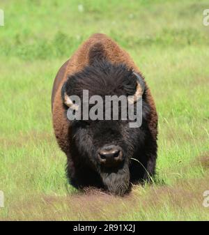 vue frontale du bison américain approchant en été dans le parc d'état de custer, dakota du sud Banque D'Images