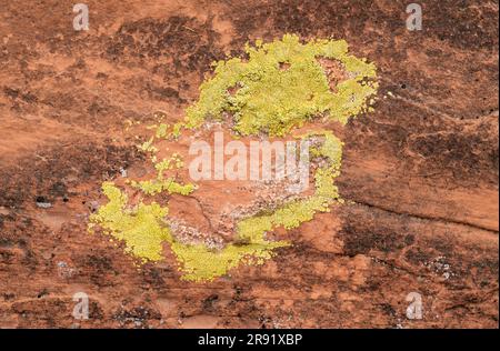 Lichens sur grès, désert Banque D'Images