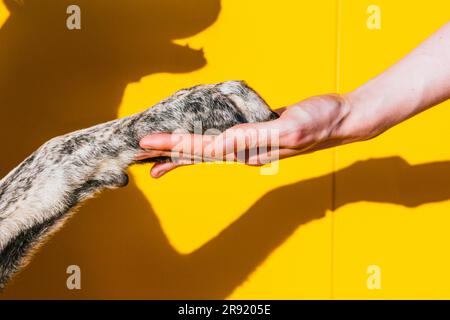 Main de la femme tenant la patte du chien devant le mur jaune Banque D'Images