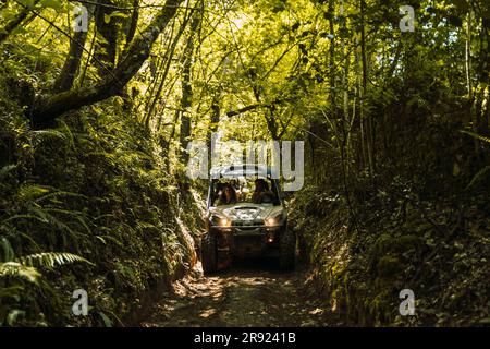 Amis en buggy sur le chemin de la forêt Banque D'Images